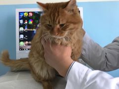 -瑞派福兴宠物医院犬猫全科·骨科·中西医结合(河东店)