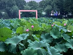 -陈家山荷花公园