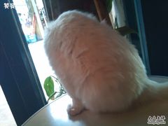 -Babycat私家御饼屋(龙头路一店)