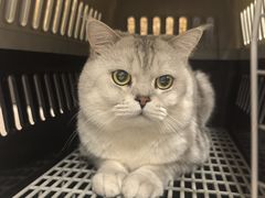 -纳吉亚猫专科动物诊疗中心(蒋宅口分院)