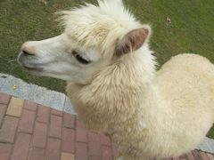 -灵玲国际马戏城