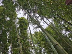 -柳侯公园