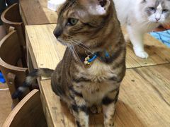 -李小姐の猫咖啡馆(五角场店)