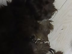 -西安市未央区汉城畜牧兽医站