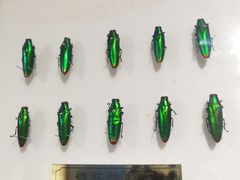 -上海昆虫博物馆