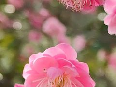 -花开海上生态园