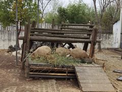 -合肥野生动物园