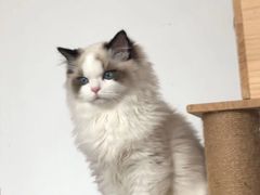 -Bastet sally猫舍购宠(静安店)