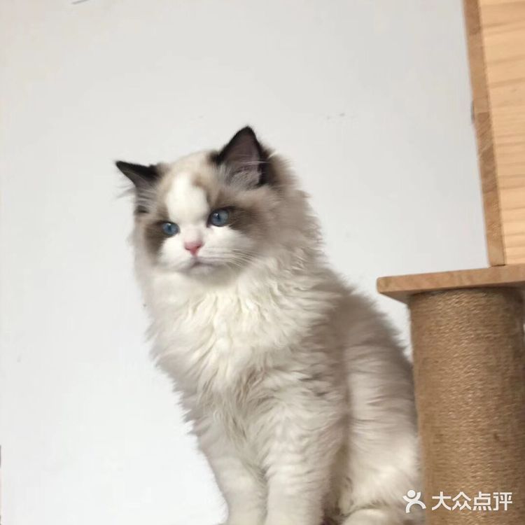 山猫绝对不是传统线，但是好多山猫却是传统型
