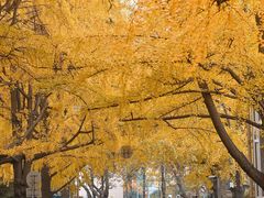 -四川大学(华西校区)