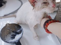 -十年猫舍·猫咪专门店(普陀店)