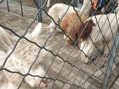 -长白岛森林公园