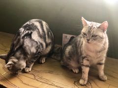 -猫猫幼稚园·撸猫·桌游·电玩