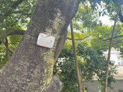 -长洲岛