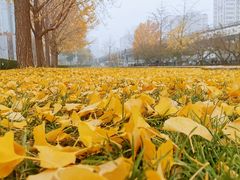 -三里屯东五街银杏大道