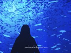 -沈阳海洋探索中心