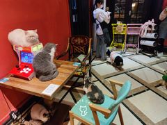 -猫色咖啡·猫咖