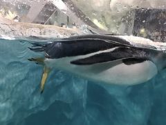 -珠海长隆海洋王国