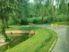 -北京野生动物园