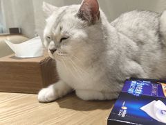 -藏猫猫咖啡主题馆(中央大道店)