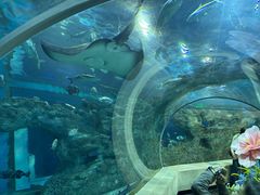 -芜湖新华联大白鲸海洋公园