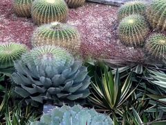 -深圳仙湖植物园