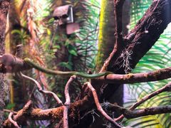 -正佳雨林生态植物园