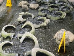 -成都市活水公园
