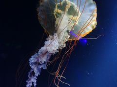 -欢乐海岸海洋奇梦馆