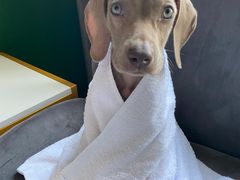 -趣玩宠物乐园寄养训犬训狗游泳池