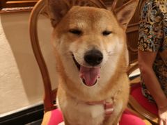 -申普宠物医院·心脏介入·心血管微创(总院)