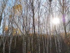 -塞罕坝国家级自然保护区