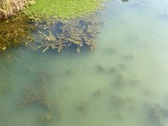 -白鹭湾湿地公园