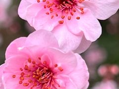 -花开海上生态园