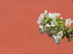 -大觉寺-停车场