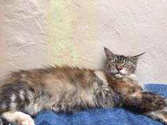 -猫色咖啡·猫咖