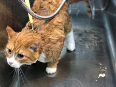 -PETKIT小佩宠物·低压洗护(国顺东路店)