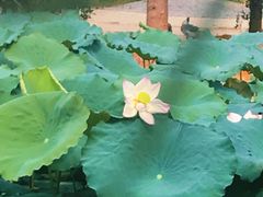-上甘棠村