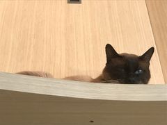 -飞行喵MR PILOT|猫舍·猫咖(静安大融城店)