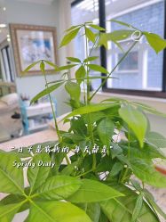 -开运眉半永久纹眉野生眉