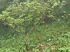-安徽天堂寨风景区