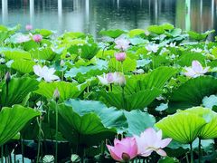 -荔湾湖公园