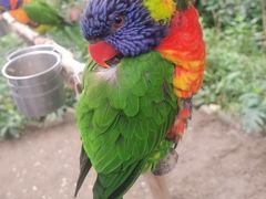 -南宫五洲植物乐园