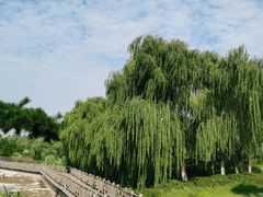 -西安浐灞国家湿地公园