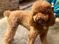 -半坡九号老挝冰咖啡