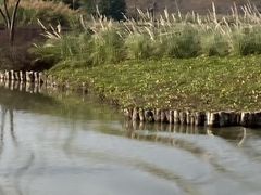 -大湾区中央湿地公园