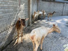 -北京野生动物园