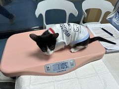 -宠颐生猫科·内科皮肤科(西平世纪城店)