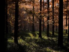 -黄海国家森林公园