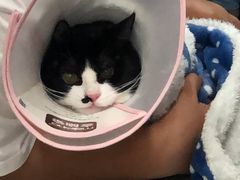 -四月宠物医院·猫专科·心脏专科·内科(转塘店)
